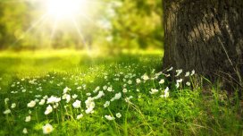 Sabah havanın nisbi rütubəti 70-80 % olacaq