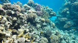 Kraterdə vulkanda 2000 illik "canavar" tapıldı: Dünya rekordlarından üç dəfə böyükdür