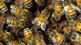 Alimlər arı yuvasının içinə baxdılar - Gördüklərinə heyran qaldılar