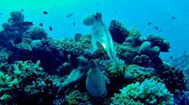 Suyun altında yüksək intellektə malik canlılar yaşayır