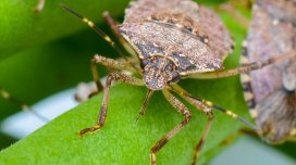 Qəhvəyi mərmər bağacığının yayılma riskinin azaldılması üçün qabaqlayıcı tədbirlər gücləndirilib