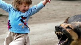 Biləsuvarda iki həftədə 26 nəfəri it dişləyib - 9-u uşaqdır