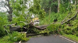 
Paytaxtda ağac aşdı, yol bağlandı