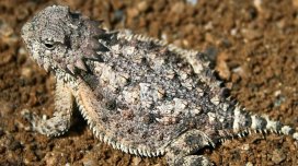 Qanla yırtıcıları qorxudur: Buynuzlu kərtənkələ gözlərindən qan püskürür