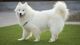 Bəzi itlərdə musiqi qabiliyyəti kəşf edildi: Səslərini melodiyaya uyğunlaşdırırlar