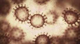 Viruslar bir-birinin "danışıqlarını eşidir", bəzən isə yalan danışırlar: Bu, niyə baş verir?