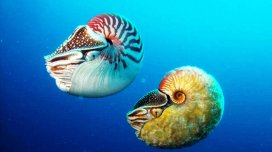 Dinozavrlardan daha qədimdirlər, okeanda gizlənirlər: "Canlı fosillər"in sirri açıldı