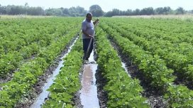 İntensiv yağışlar aqrar sektorda məhsuldarlığa necə təsir edəcək?