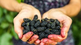 Ürək üçün faydalı olan, amma çoxlarının fərq etmədiyi giləmeyvə