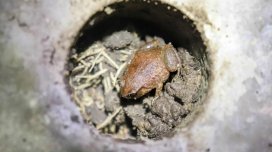 Tropik meşədə 30 kiçik beton "mənzil" peyda olub: Orada nadir heyvanlar var