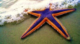 Okeanda beş ətrafı olan və başsız qəribə canlılar yaşayır: Haqqında nə məlumdur