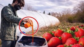 Azərbaycanda çiyələyə zəhərli maddələr qatılır? - Dəhşətli görüntülər