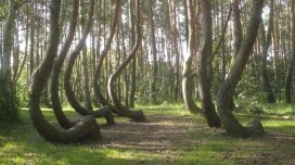 Bu meşədə 400 ağac eyni istiqamətə əyilib: Səbəbi hələ də məlum deyil - FOTO