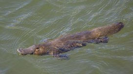 Yumurta qoyan, südünü "tər kimi ifraz edən" və gözlərini bağlayaraq ovlanan məməli