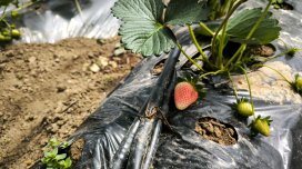 Lənkəranda çiyələk və kartof istehsalçıları və ixracatçıları ilə görüş keçirilib