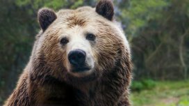 Ovçuluqdan vegetarianlığa: Getdikcə daha çox ayı bitki mənşəli qidaya keçir