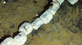 Okeanın dibində "böyük tapıntı": Sümük yeyən &ldquo;zombi&rdquo;lər aşkarlandı