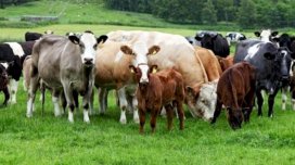 Azərbaycan mal-qara idxalını kəskin azaldıb