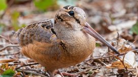 Meşələrdə özünü əla hiss edir: Planetdə ən yavaş hansı quşdur?