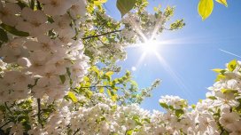 Bazar günü Azərbaycanda 24 dərəcəyədək isti olacaq