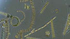 Alimlər 445 milyon illik daşı parçaladı - İnanılmaz tapıntı