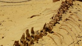 Sahrada nəhəng dinozavr aşkar edildi: Digərlərinə heç bənzəmir