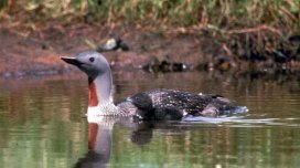Bıçağa bənzəyən dimdik: Bədəni torpedonu xatırladan bu quş hansıdır?