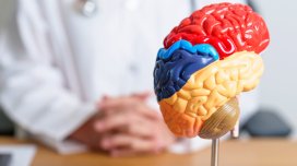 Alim səhərlər beynin fəaliyyətini aktivləşdirməyin iki yolunu açıqladı