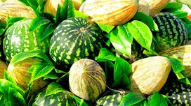 İndidən satılan qarpız-yemişlə gələn TƏHLÜKƏ