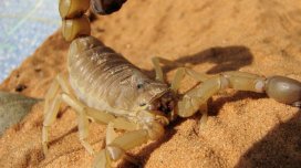 Əqrəblər öz iynə və pəncələrini gücləndirmək üçün &ldquo;dəmirçi&rdquo; kimi davranır: Bu necə işləyir?