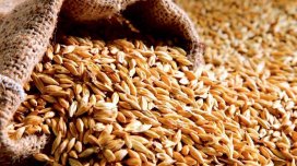 Buğdanın qiyməti qalxacaq?