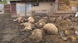 Şəkidə canavarlar qoyun-quzunu parçaladı - FOTO
