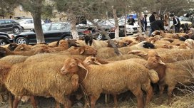 Qurban bayramında qoyun əti neçəyə olacaq? - RƏQƏMLƏR