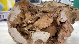 66 milyon illik dinozavr sümüklərində heyrətamiz bir şey aşkar edildi