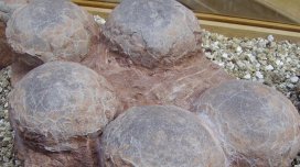 Fransada 100-dən çox bütöv dinozavr yumurtası tapıldı: Onlar ora necə düşüb?
