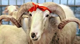 Hansı heyvanlardan qurban kəsilə bilər? &ndash; Din xadimindən açıqlama 