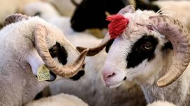 Qurban bayramı ərəfəsində ətin qiyməti niyə qalxır?
