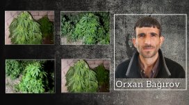 Salyanda çətənə kolları yetişdirən şəxs həbs edilib