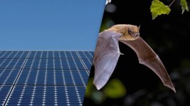 Günəş panelləri yarasalar üçün tələyə çevrildi, səbəb elektrik deyil