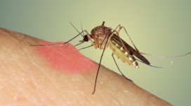 İndi də ağcaqanadlar virus yayır?