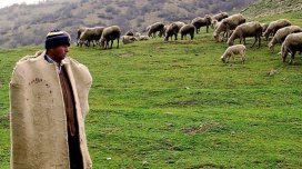 Çoban 1 milyon manata yaxın yeyinti ittihamı ilə həbs edildi