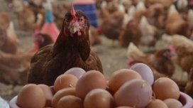 Azərbaycanda yumurta kəskin ucuzlaşdı - Səbəb açıqlandı