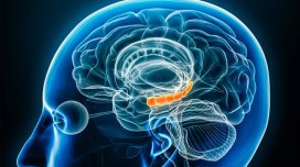 Travmanın beyindəki hormonal şifrəsi açıldı