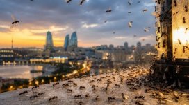 Bakını bürüyən qanadlı qarışqalar təhlükəlidir?