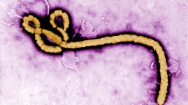 Ebola virusu təhlükəsi böyüyür