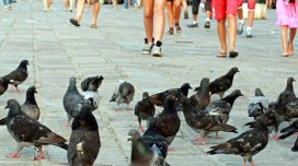 Niyə göyərçinlər insanların ayaqları və avtomobillərin təkərləri altından son anda uçurlar?