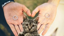 Pişiklər üçün aliment ödəyəcək &ndash; Məhkəmədən maraqlı QƏRAR