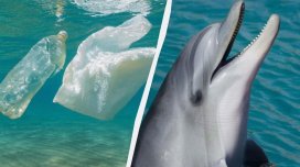 Okeana atılmış plastik butulkalar artıq delfinlərin həyatını xilas edir