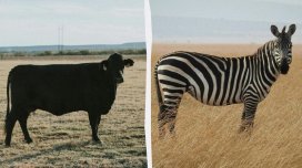 Alimlər inəkləri zebra kimi rəngləyərək milçəklərdən qorumağa çalışdı - Təcrübənin nəticələri