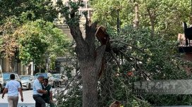 Bakıda güclü külək 14 ağacı aşırıb, 41 budağı sındırıb